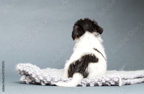 puppy jack russell terrier sitting backwards