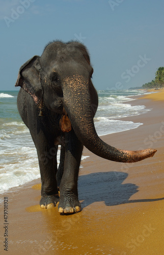 A large elephant walks by the ocean.