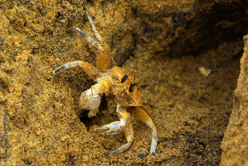A big-eyed crab sits on the sand.