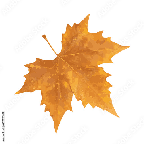 Sycamore Autumn Leaf Isolated