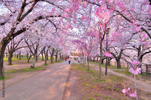 大阪城公園の満開の桜と青空