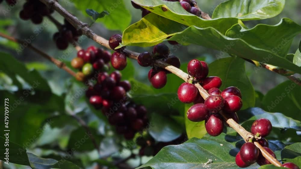 Arabica and Robusta coffee beans ripening on a tree in an organic coffee plantation Arabica and Robusta coffee beans ripening on a tree in an organic coffee plantation
