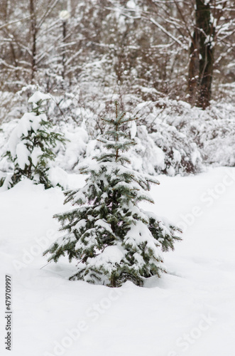 Little fir-tree grows in the snow © Тамара Селиванова