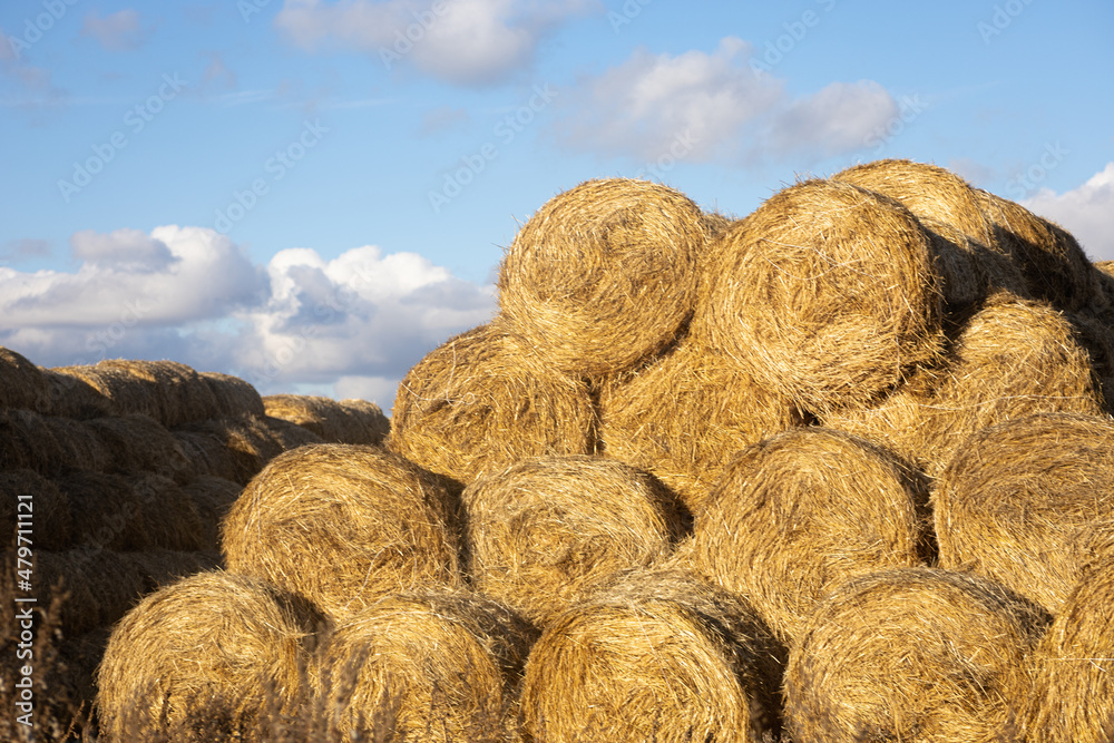 Huge pile of hay rolled in bales positioned on each other looking like spaghetti with few clouds on amazing blue sky in background. Golden hay harvest season. Hay art.