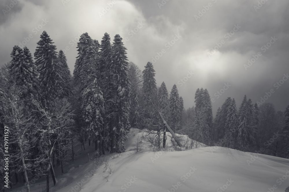 view of the mountain winter forest in the snow