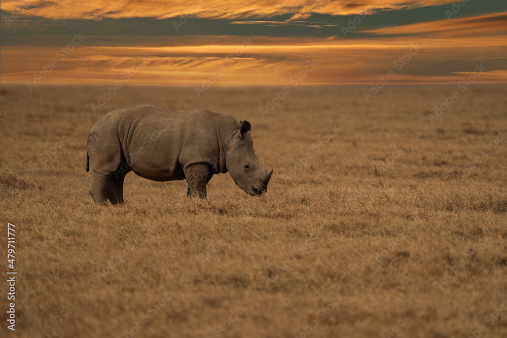 Fototapeta premium White Rhinoceros Ceratotherium simum Square-lipped Rhinoceros at Khama Rhino Sanctuary Kenya Africa.