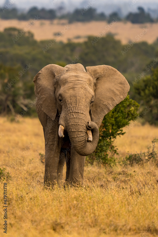 Fototapeta premium Wild african elephant close up, Botswana, Africa