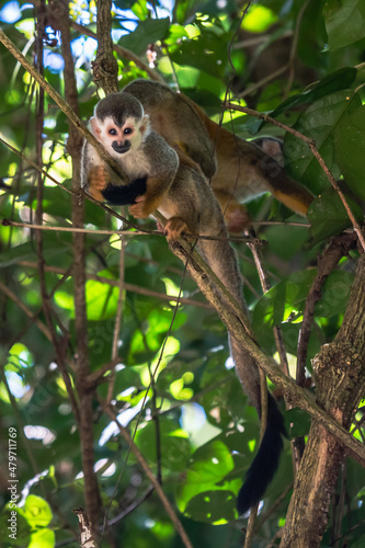 Squirrel monkey, Saimiri oerstedii, sitting on the tree trunk with green leaves, Corcovado NP, Costa Rica. Monkey in the tropic forest vegetation. Wildlife scene from nature. Beautiful cute animal. © vaclav