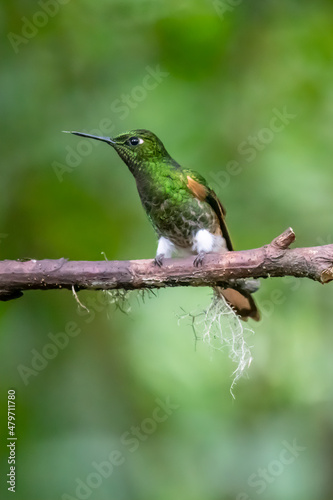 Green and blue hummingbird Sparkling Violetear flying next to beautiful yelow flower. Bird from Ecuador, tropical mountain forest. Wildlife scene from nature. Birdwatching in South America © vaclav