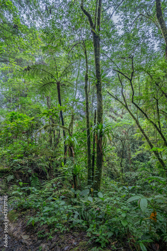 rainforest columbia southern america