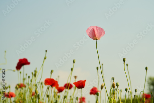 Red poppy flowers in field. 붉은 양귀비 꽃.