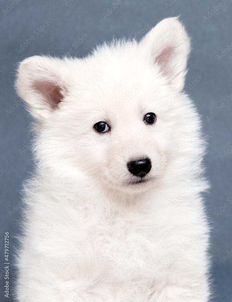 portrait of a white swiss shepherd puppy looking portrait of a white swiss shepherd puppy looking