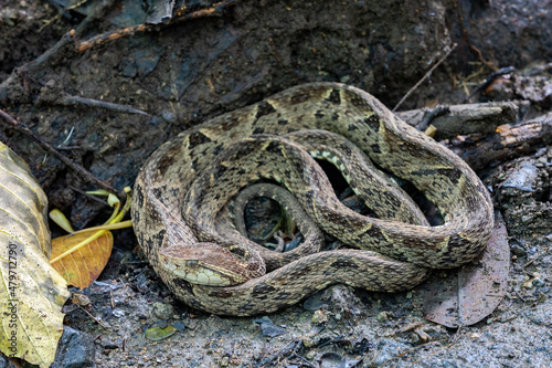 Danger and deadly venomous snake Terciopelo (Bothrops asper), resting near tourist path in National Park Carara, Costa Rica wildlife. photo