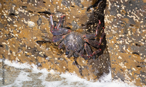 Moorish Crab or Red Crab (Grapsus adscensionis) on Lanzarote island © michaklootwijk