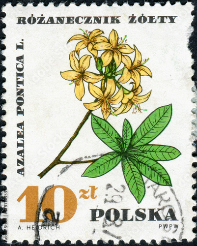 POLAND - CIRCA 1967: A stamp printed in Poland shows Rhododendron anthopogon