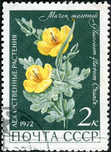 USSR - CIRCA 1972: A Stamp printed in USSR shows the Yellow Hornpoppy