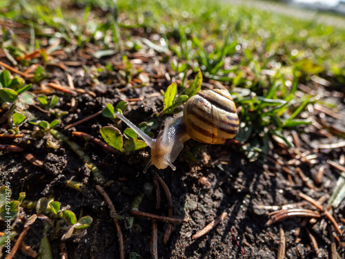 Macro shot of striped snail - The white-lipped snail or garden banded snail (Cepaea hortensis) crawling on the ground in sunlight photo