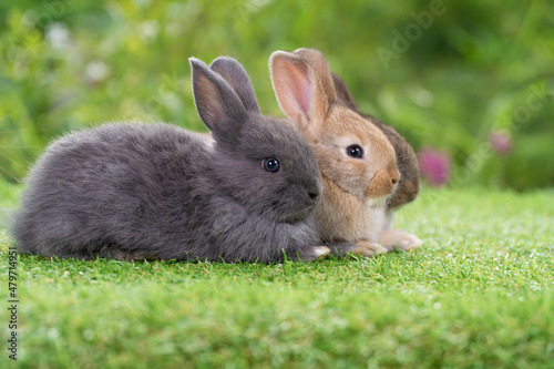 Cuddly furry rabbit bunny sitting and lying down together on green grass over natural background. Baby fluffy rabbit black, brown bunny family sitting on field. Easter newborn bunny family concept.