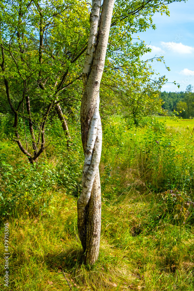 Fototapeta premium Summer landscape of grassy meadows and spined tree trunk in Puszcza Kampinoska Forest in Truskaw village near Warsaw in Mazovia region of Poland