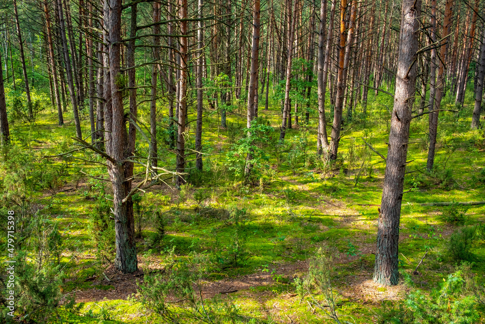 Obraz premium Summer landscape of mixed european forest thicket in Puszcza Kampinoska Forest in Truskaw village near Warsaw in Mazovia region of Poland