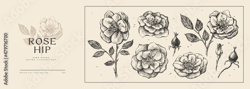 Set of hand-drawn roses, wild rose. Buds and fruits of garden flowers vector illustration. Botanical illustration for floral background. Design element for postcard, poster, cover, invitation.