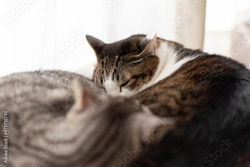 眠る猫 キジトラ白