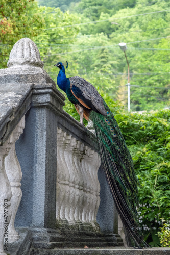 Side View of Beautiful Peafowl is Sitting on a Railing of Stairs of Old House in Summer Day over Greenery