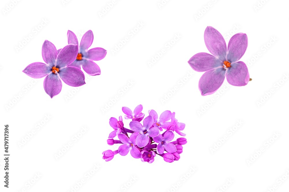 3d render illustration, Amazing picture of flowers 3d render illustration, Amazing picture of flowers