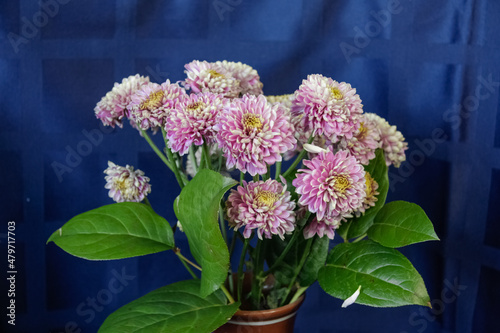 Pink flowers with green leaves on a blue background.