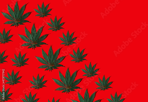 Pattern from green hemp leaves on a red background. Cannabis close-up. Green leaf.