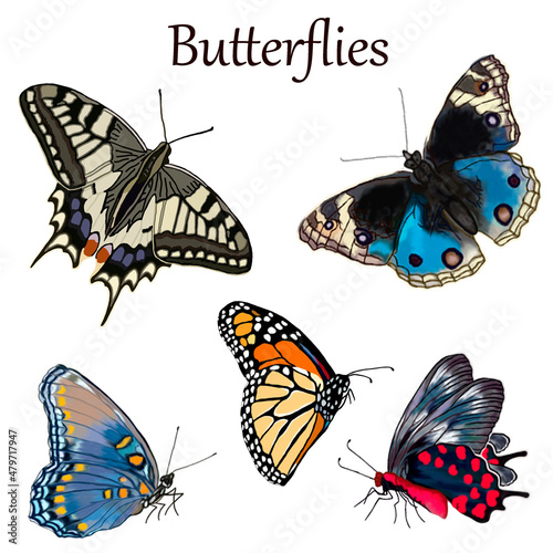 Wallpaper Mural Set of beautiful butterflies