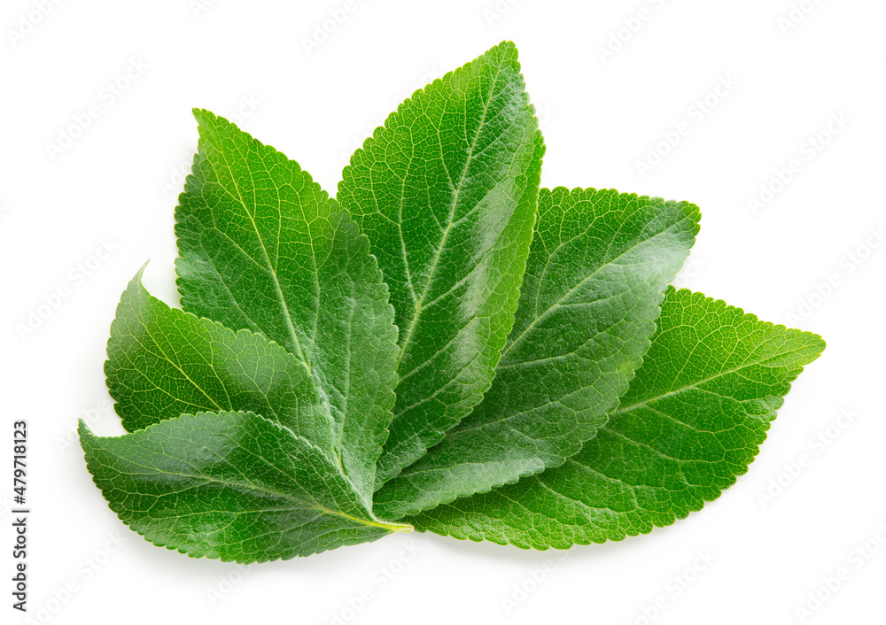 Plum leaf isolated. Plum leaves on white top view. Green fruit leaves flat lay. Full depth of field. Plum leaf isolated. Plum leaves on white top view. Green fruit leaves flat lay. Full depth of field.