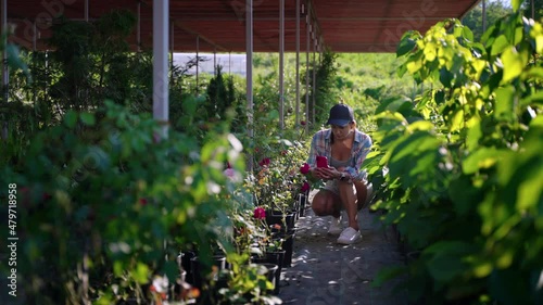 tourist woman is photographing in hotbed while visiting eco farm photo