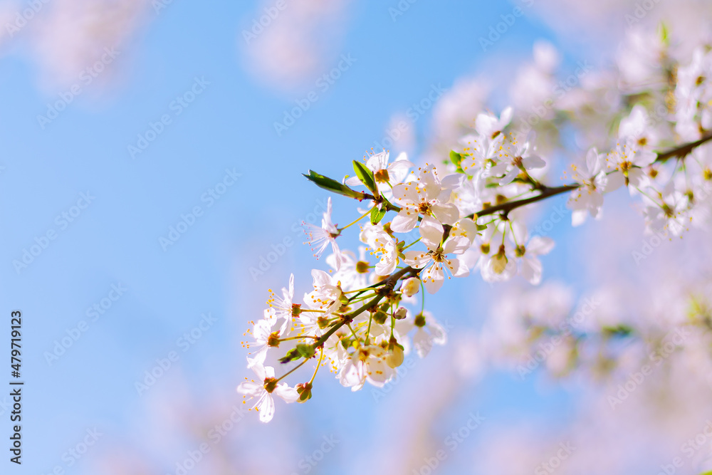 blooming branch of plum tree against the blue sky in the garden. spring natural background blooming branch of plum tree against the blue sky in the garden. spring natural background