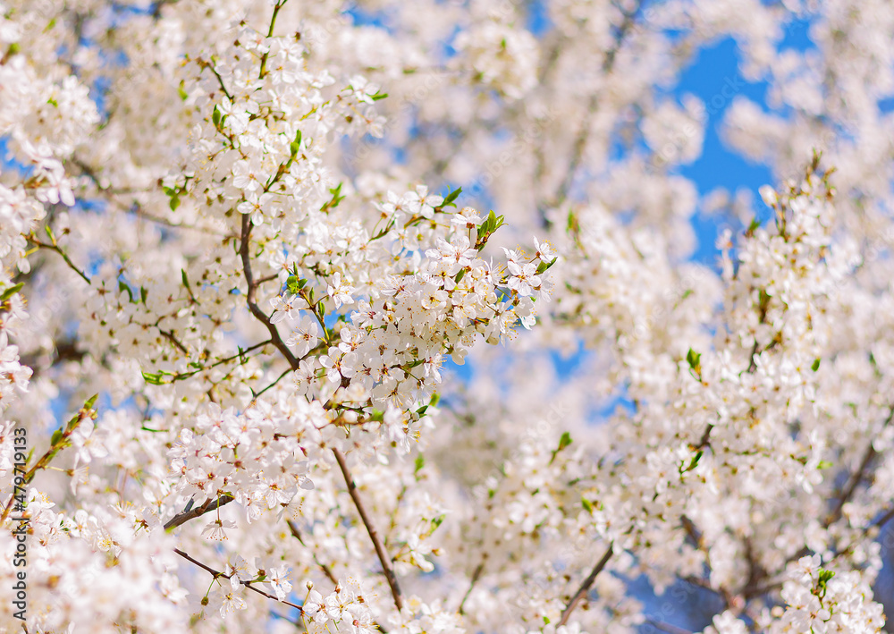 natural beautifully blooming plum in the garden. spring nature background natural beautifully blooming plum in the garden. spring nature background