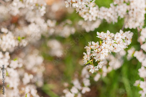 flowering plum tree branch in the garden. spring nature background