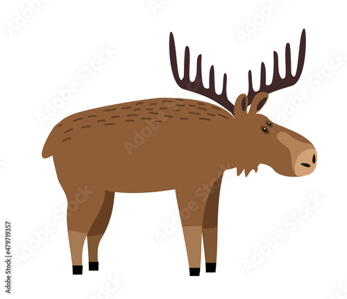 Cute moose flat illustration. Deer, reindeer with big antlers. Woodland animal character. Forest fauna. Zoo mammal. Elk clipart. Postcard, kids book design element