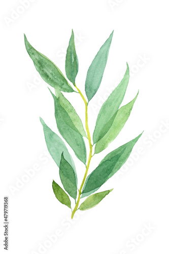 Willow branch watercolor illustration isolated on white background.