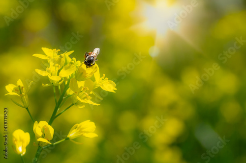 Bee insect on flower in nature background