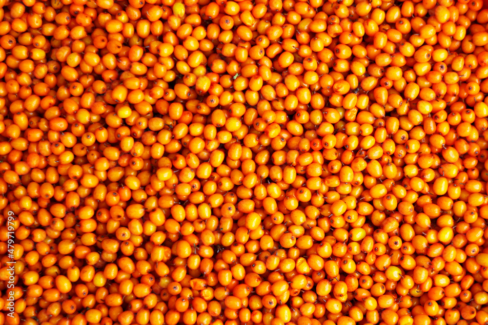 texture of corn texture of corn