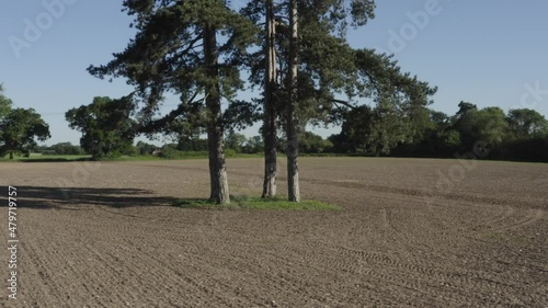 A ploughed field in Hedingham with tall trees being circled in the middle, photo