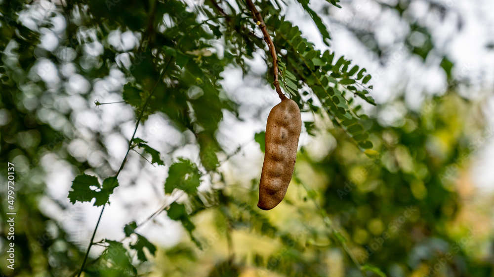 Tamarind is a leguminous tree bearing edible fruit that is indigenous to tropical Africa. The genus Tamarindus is monotypic, meaning that it contains only this species.