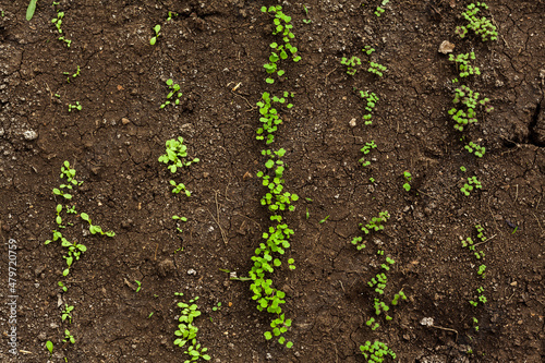 small sprouts of s of spinach, salad, lettuce, arugula in the ground. spring seedlings for the garden growing in the open field, gardening at home, planting background. organic food concept