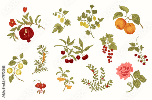 Fruit, berry and flowers. Set. Vector vintage illustration.