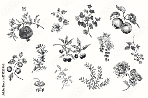Fruit, berry and flowers. Set. Vector vintage illustration. Black and white