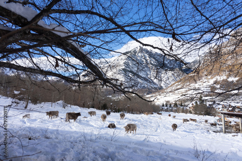 cow farm grazing in a snowy valley of the pyrenees aragon