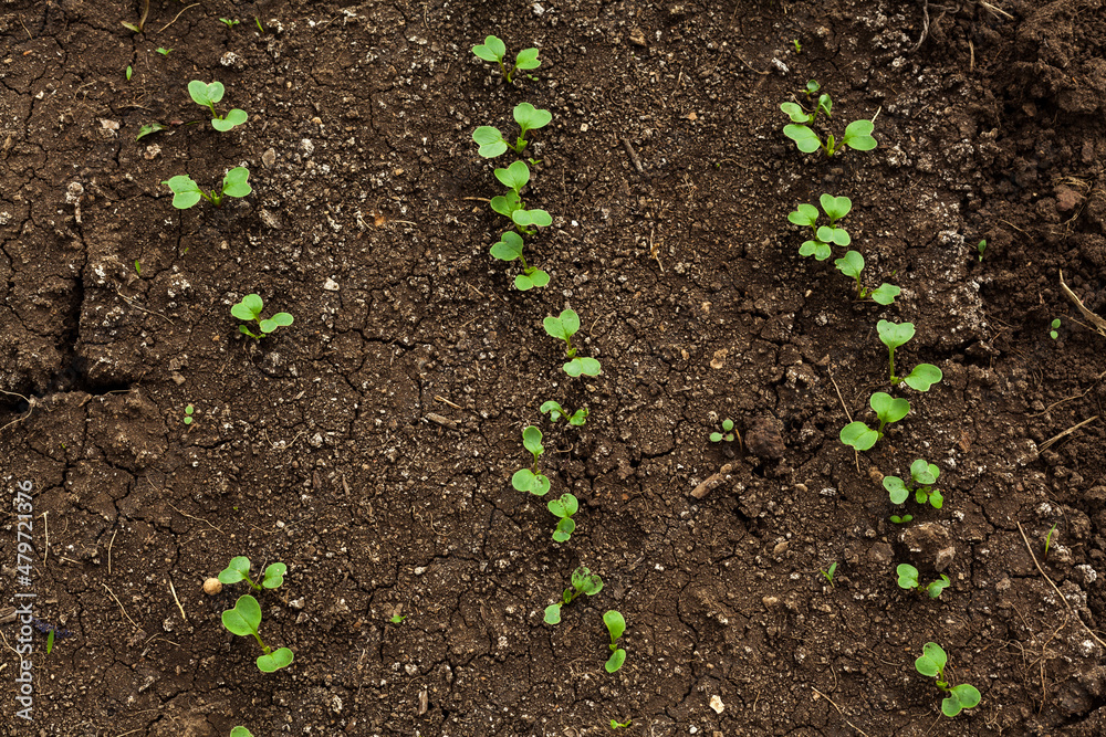 small sprouts of microgreens of spinach, salad, lettuce, arugula in the ground. spring seedlings for the garden growing in the open field, gardening at home, planting background. organic food concept small sprouts of microgreens of spinach, salad, lettuce, arugula in the ground. spring seedlings for the garden growing in the open field, gardening at home, planting background. organic food concept