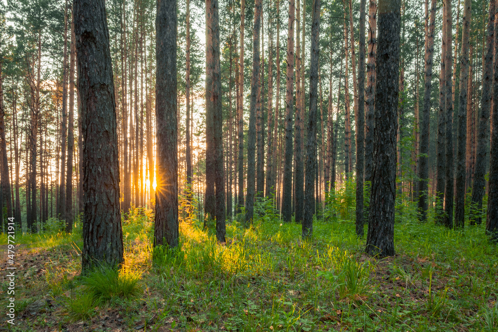 Fototapeta premium sunset in the forest