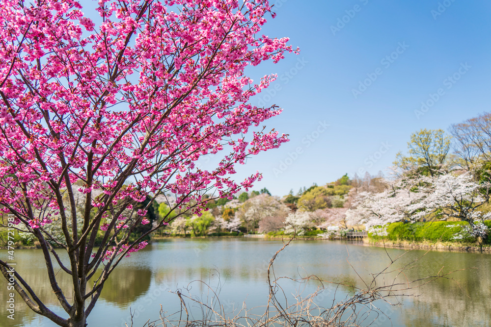 県立三ツ池公園の桜景色【神奈川県・横浜市】