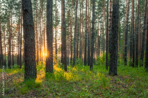 sunset in the forest